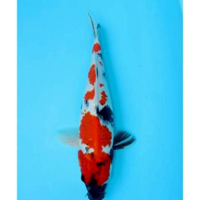SHOWA 32 CM FEMALE