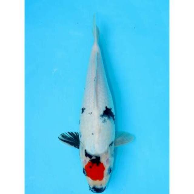 TANCHO SHOWA 31 CM FEMALE