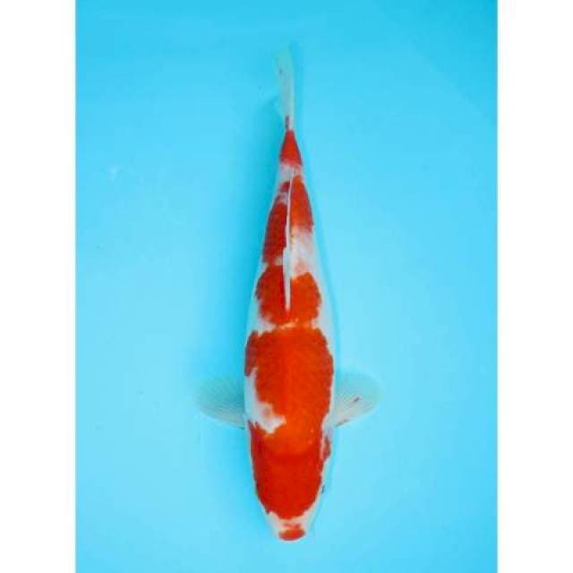 KOHAKU 31 CM FEMALE