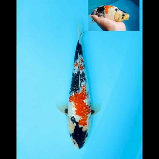 KINDAI SHOWA KANOKO BERPUNUK F1 25 CM FEMALE