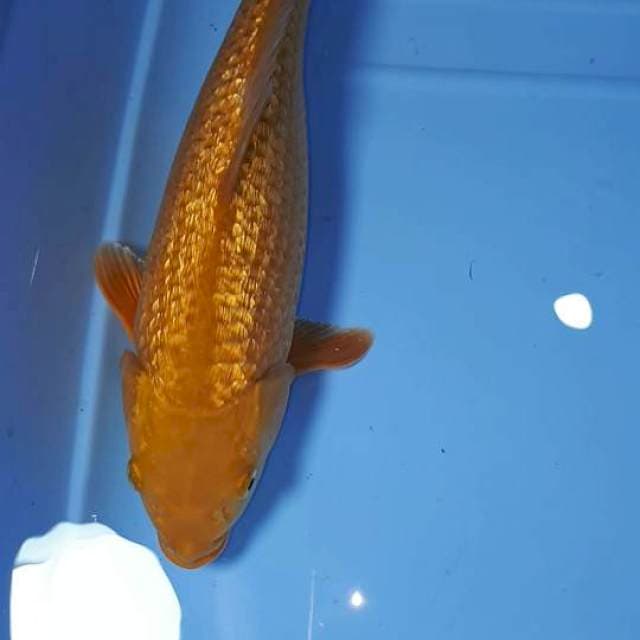 CHAGOI GINDRIN F1 33 CM