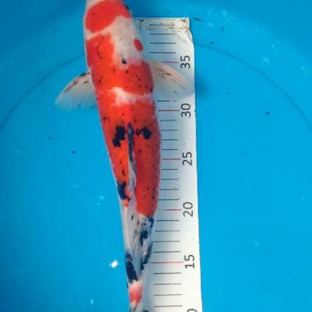 Sanke 37cm