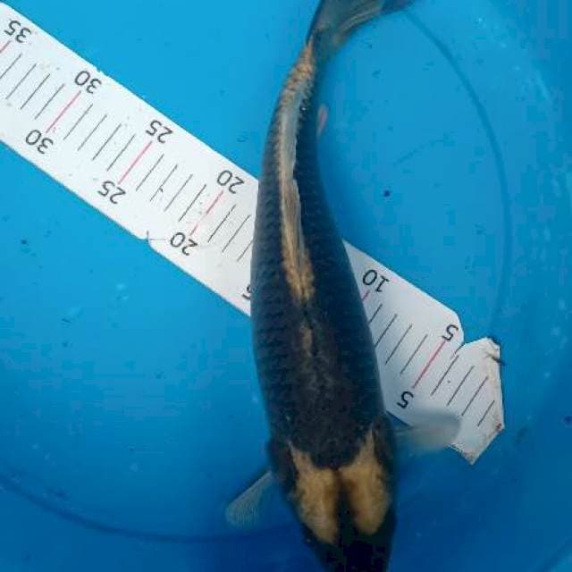 Kabuto 36cm