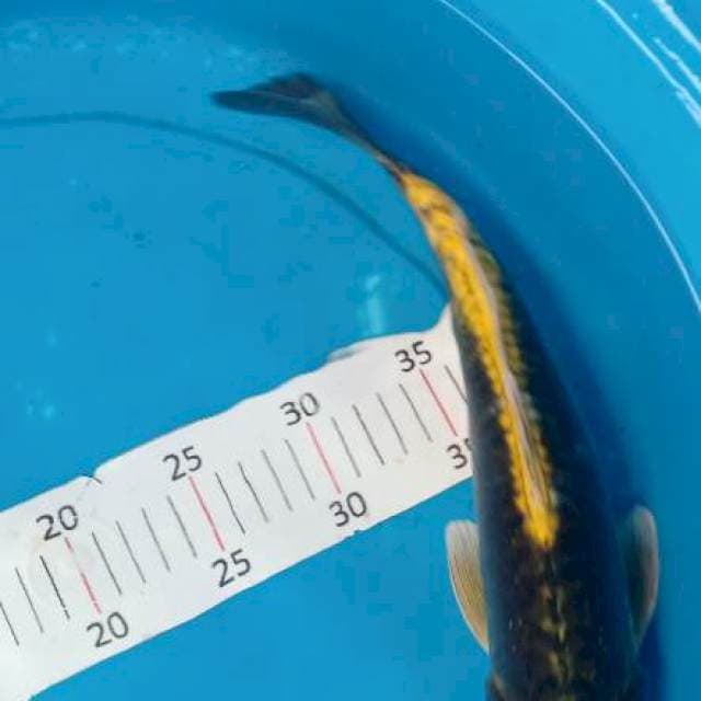 Kabuto 33cm