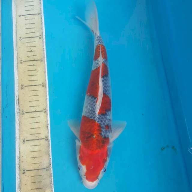 Red Ghosiki