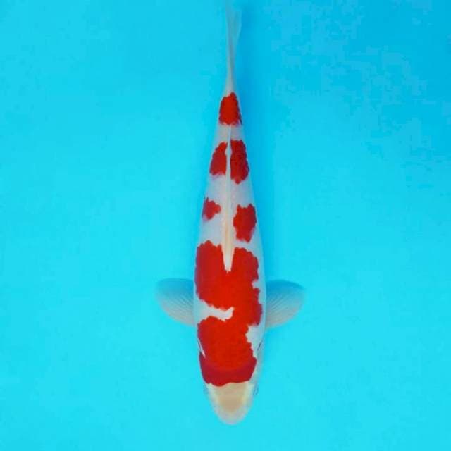 HANAMASA 3 - KOHAKU ®