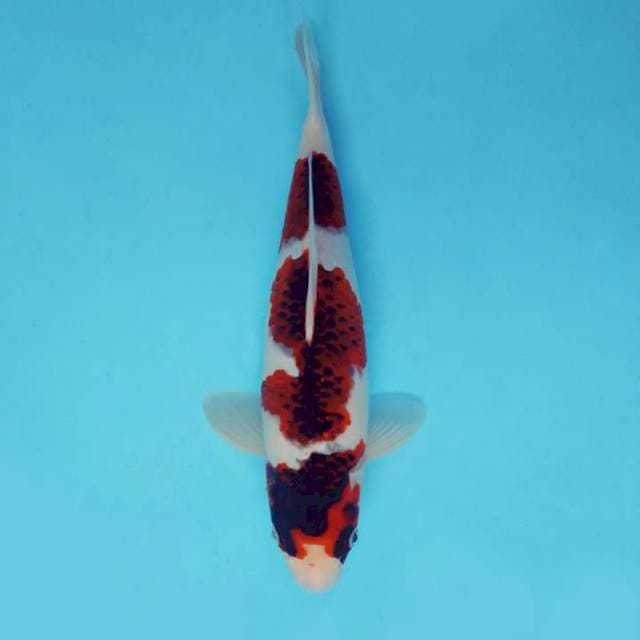 HANAMASA 4 - GOROMO ®