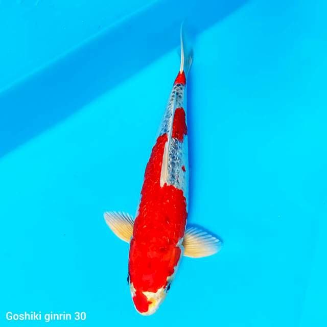 Goshiki Ginrin Merah Ok