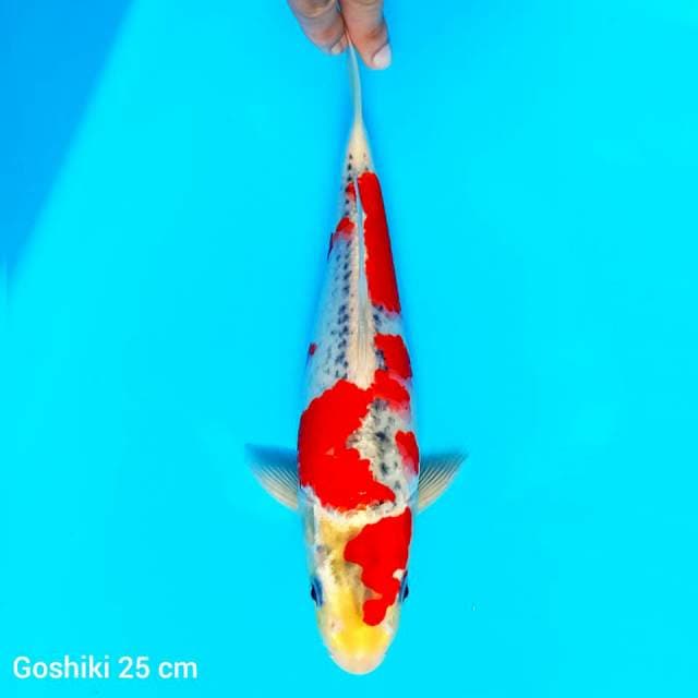 Goshiki Strong