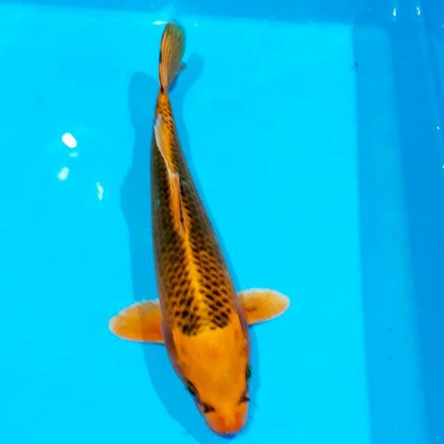 Kin madsuba 28 cm
