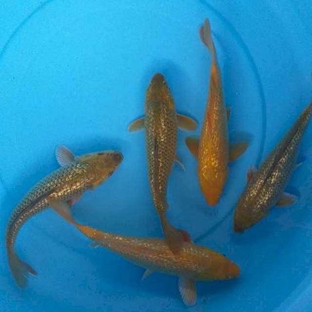 Mix caghoi karasi ginrin munuk 5 ekor