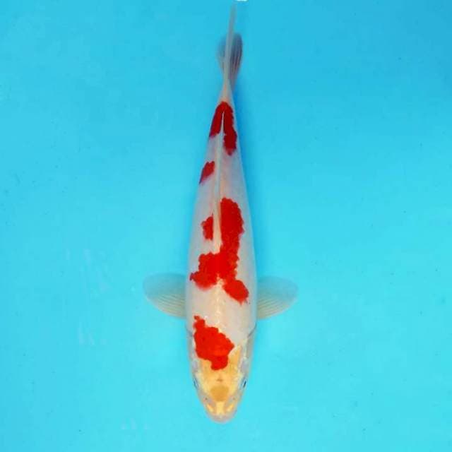 HANAMASA 15 - KOHAKU HIKARI ®