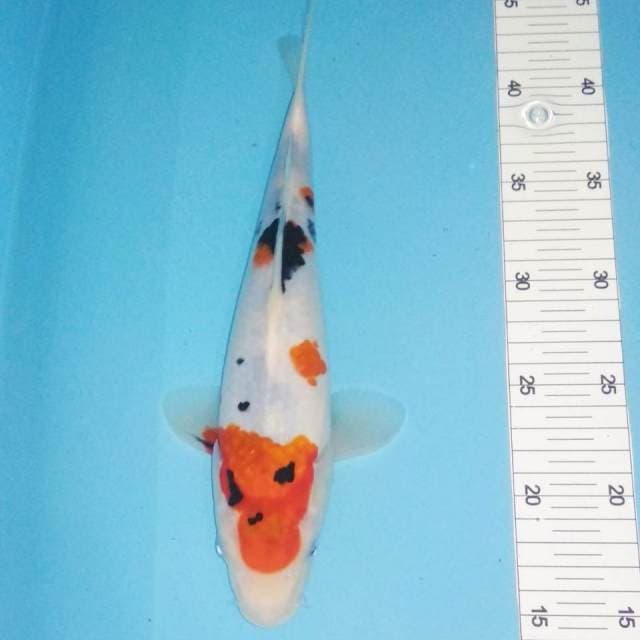 Sanke 29cm