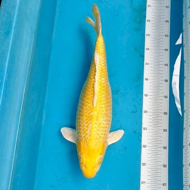 Jumbo Yamabuki ginrin punuk