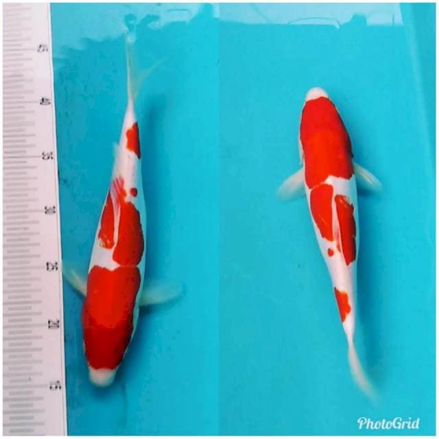 Red kohaku doitsu murni original