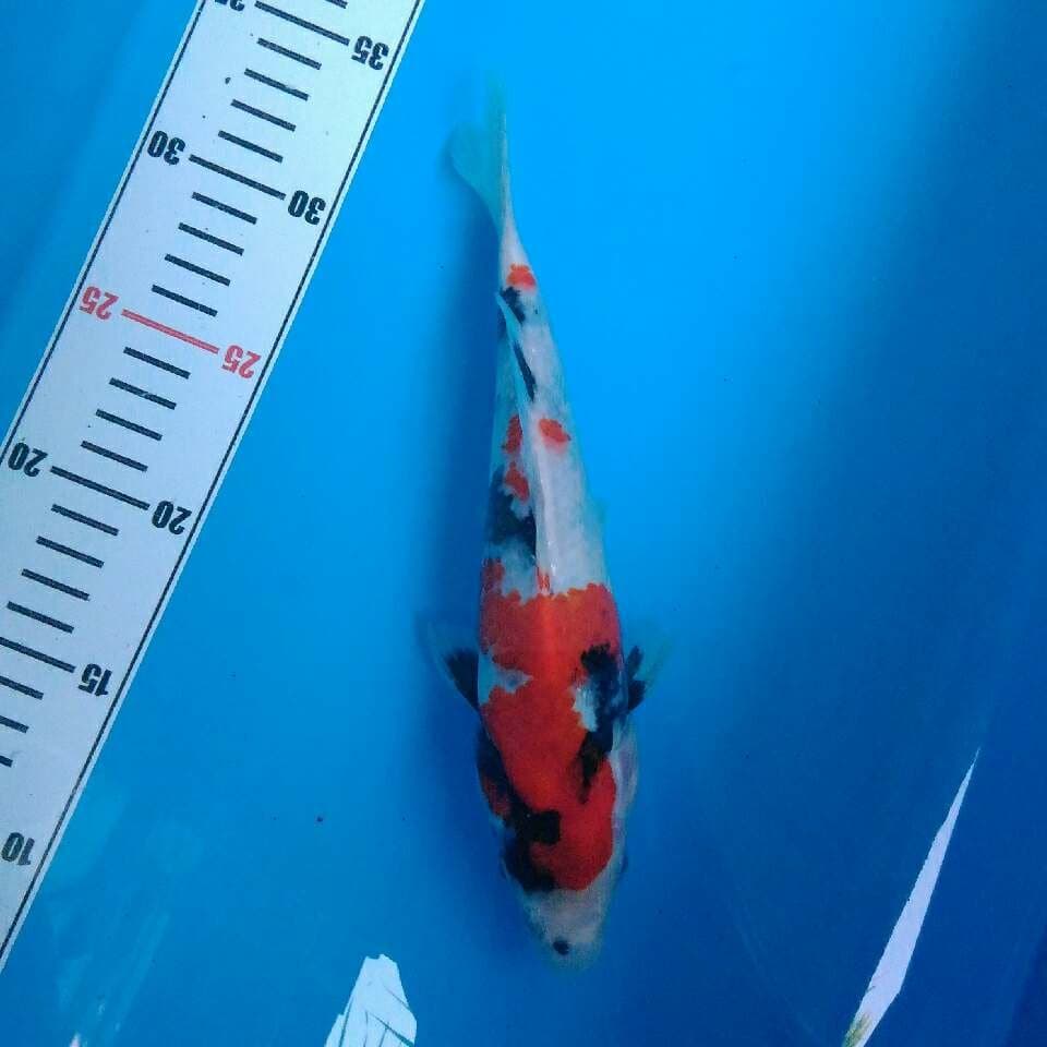 Showa motogoro tategoi 25 cm