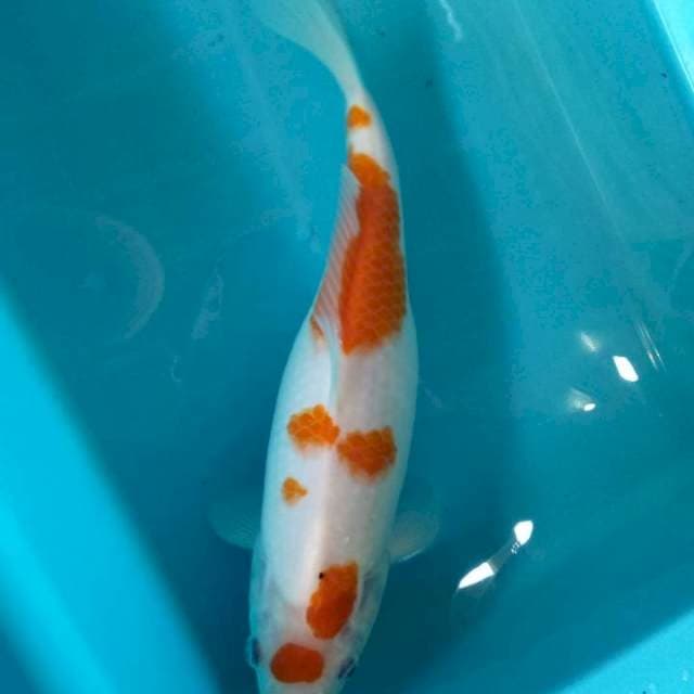 Kohaku
