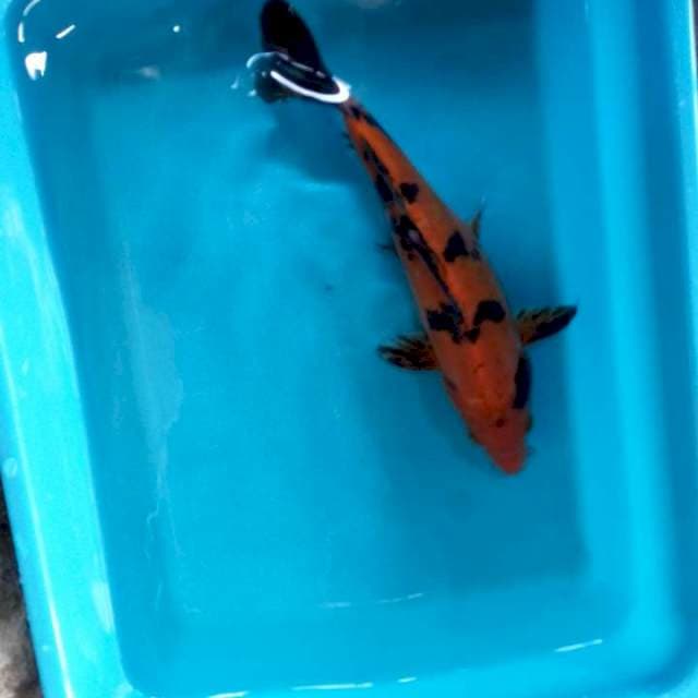 Hi utsuri