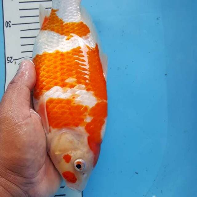 Kohaku berpunuk 29 cm