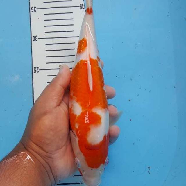 Kohaku berpunuk 29 cm