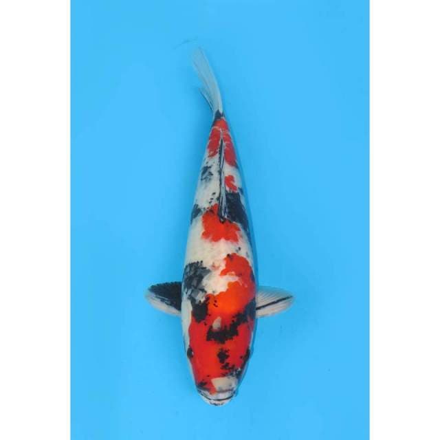 Dragon Jumbo Showa Merah - 45cm