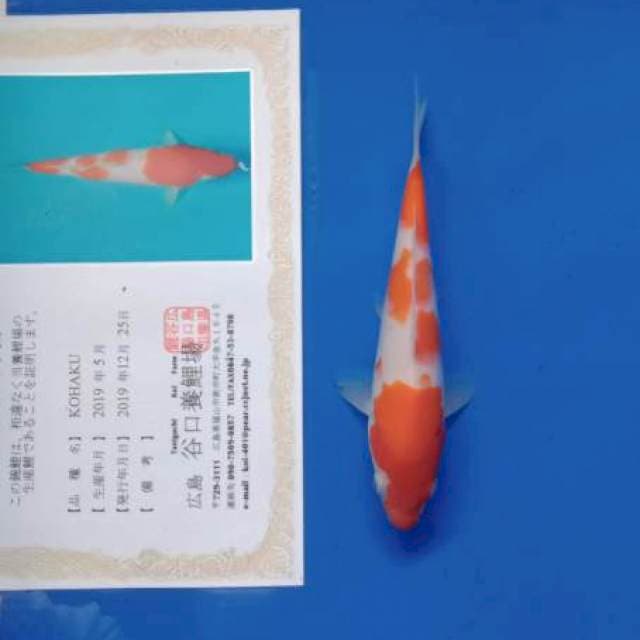 Kohaku taniguchi tosai