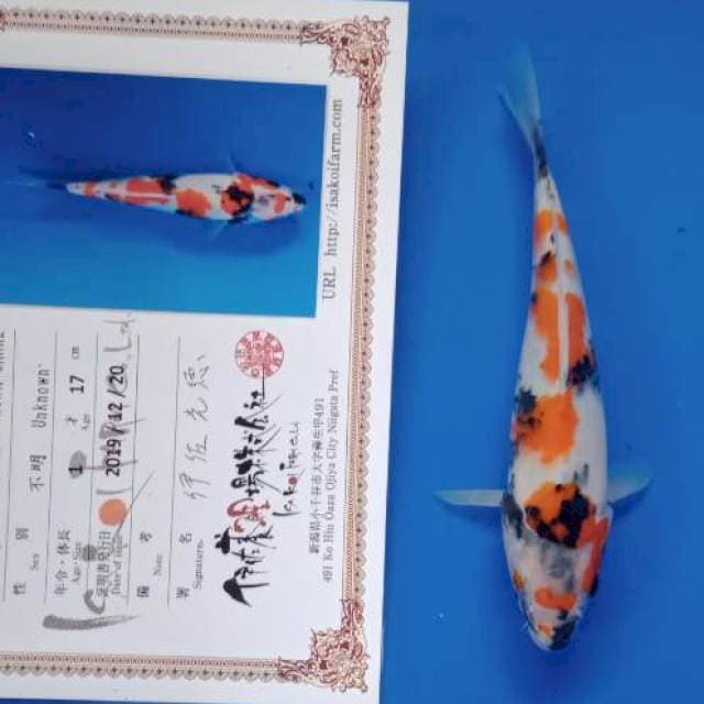 Showa isa new tosai