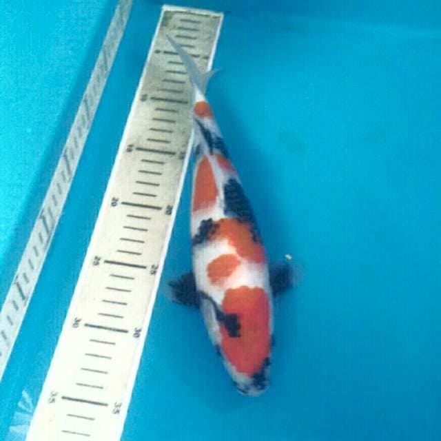 Showa, 29 cm