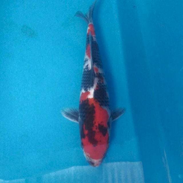Showa, 25 cm