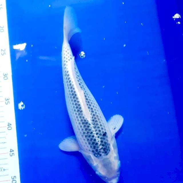 Asagi 34 cm female