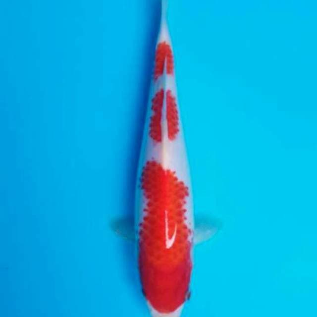 Kohaku kanoko setep 3