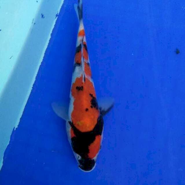 showa 20cm
