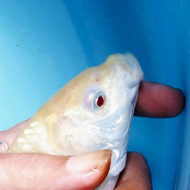 Karasi albino mata merah 22cm