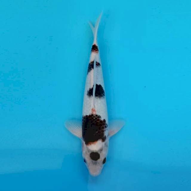 Budho goromo
