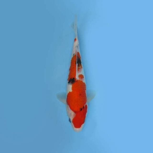 NEAR KOI - 24cm - SANKE