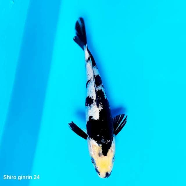 Shiro Ginrin Hitam pekat