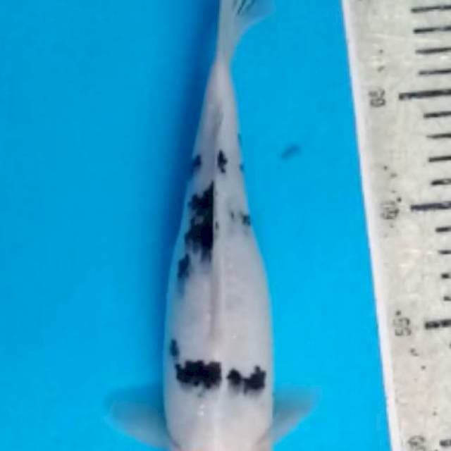 Tc Sanke ori 25cm