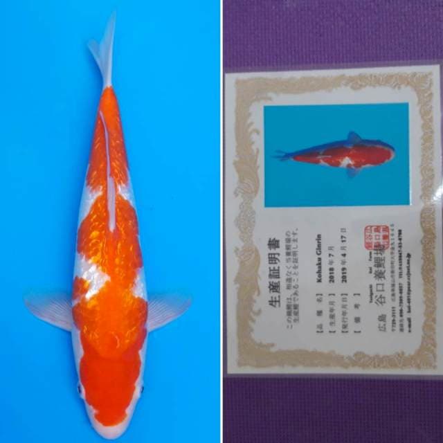 Taniguchi ginrin kohaku 33cm