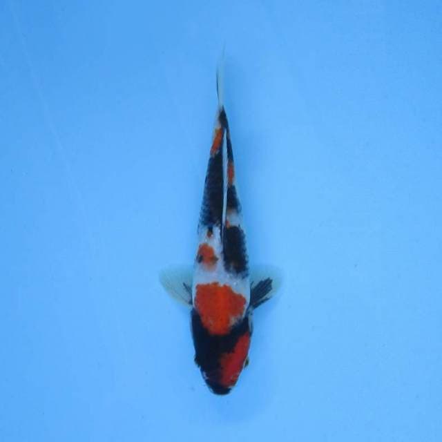NEAR KOI - 25cm - SHOWA