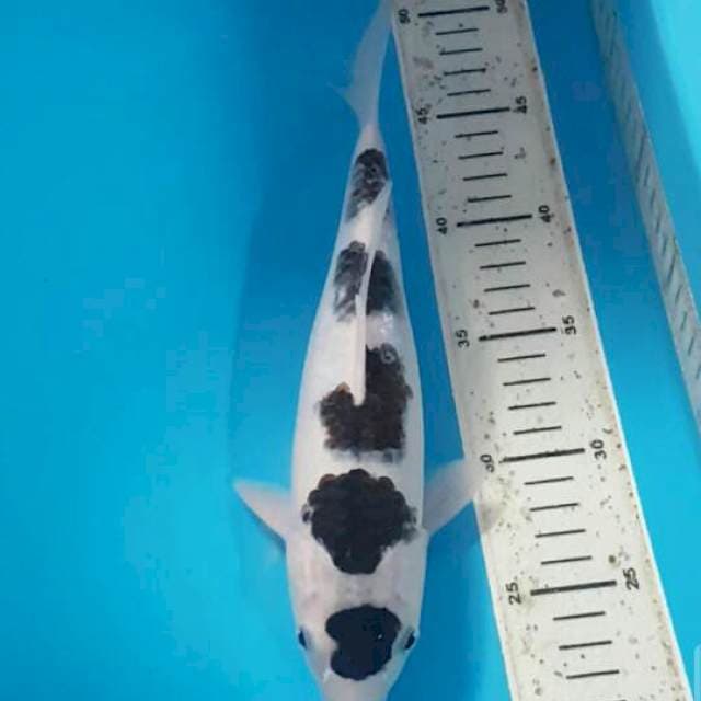 Maruten Goromo 30 bu