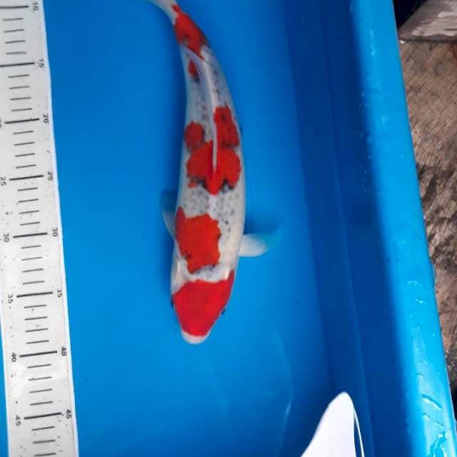 Goshiki recing 35cm