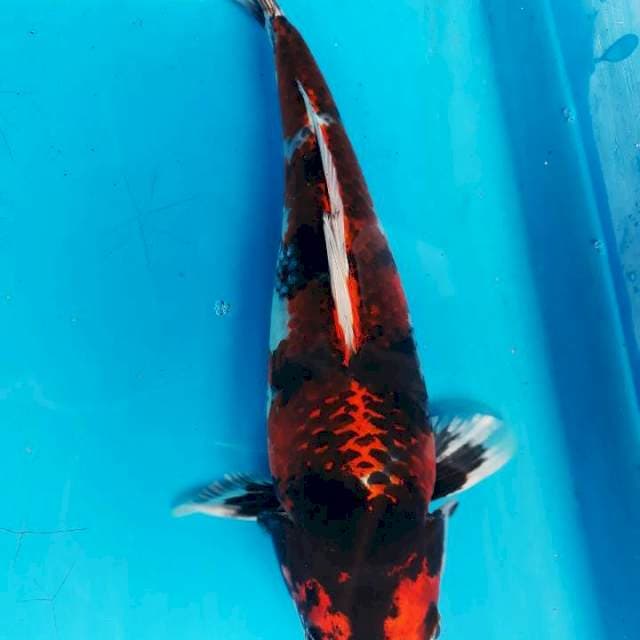 Kage sowa 26cm betina