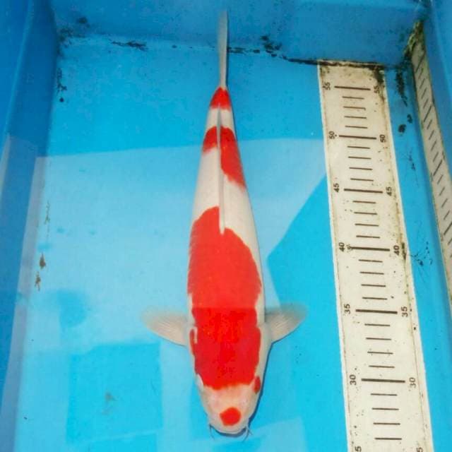 35cm F1 KOHAKU