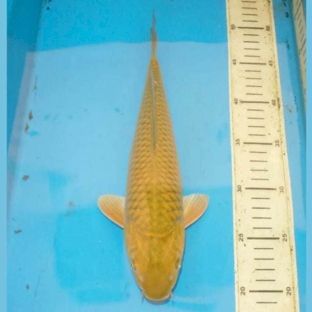 32cm MIDORI JINAK