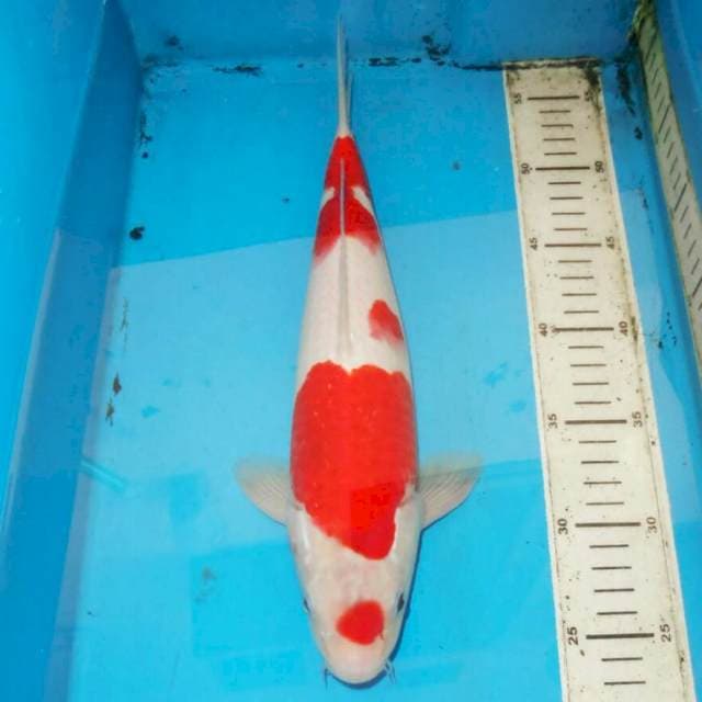 36cm F1 KOHAKU