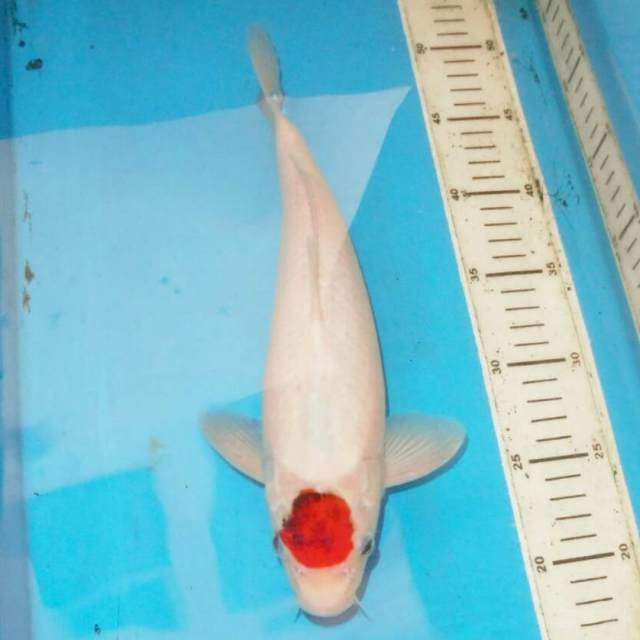 33cm F1 TANCHO KOROMO