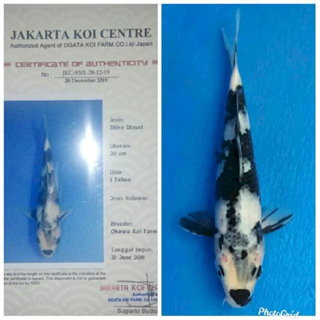 Okawa Shiro Prospek..!!