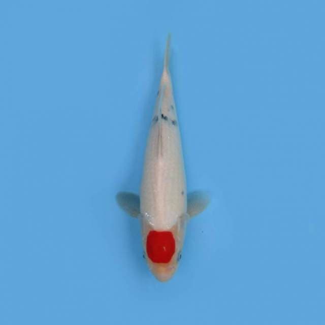 NEAR KOI - 30cm - TANCHO SANKE