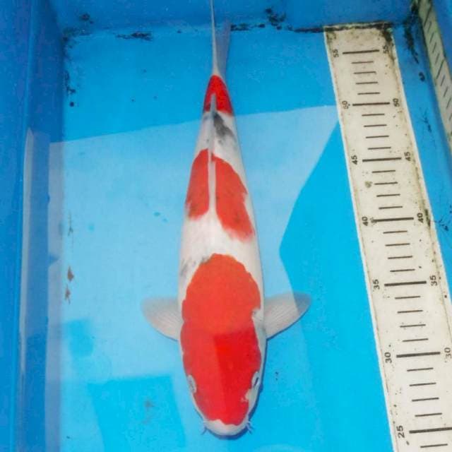 36cm F1 SANKE