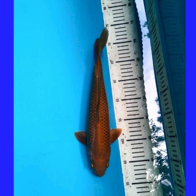 Chagoi 34cm ( M )